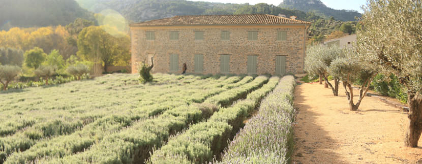unique villas mallorca impressive manor estate for sale in Puigpunyent lavender fields